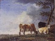 Three Cows in a Pasture